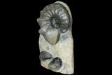Triassic Ammonite (Ceratites) With Shellfish - Germany #94089-3
